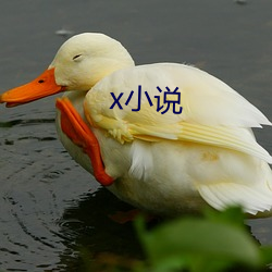 x小说(shuō)