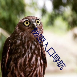 秘密(mì)入口导(dǎo)航