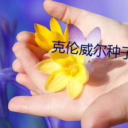 克伦威尔种子