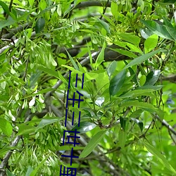 三生三世十里桃花电视剧全