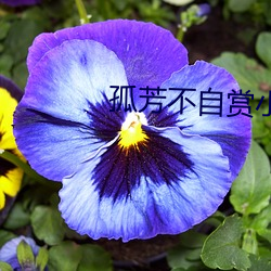 孤芳不自赏小说