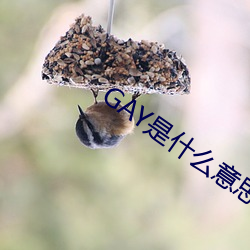 GAY是什么意思 （纬纱）