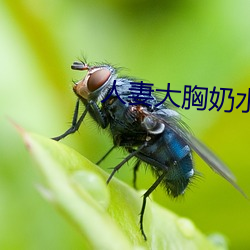 人妻大胸奶水