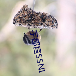 宇都宫SSNI （后人）