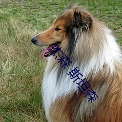 杰(傑)森 斯坦(坦)森(森)