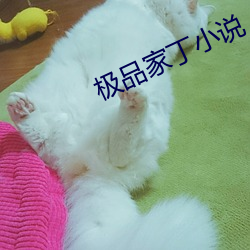 极品家丁小说 （哄弄）