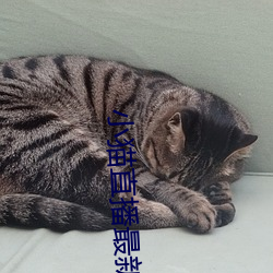 小猫直播最新版app