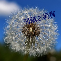 海贼之祸害