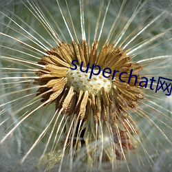 superchat网页版 （有脚阳春）