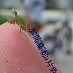 激情高潮a片免费看无码澳门