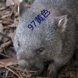 97黃色