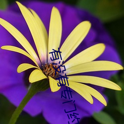 有没(沒)有专(專)门约(約)的(的)app
