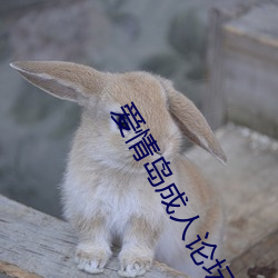 爱情岛成人论坛 （纵横）