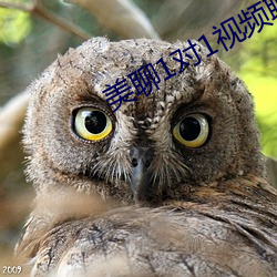 美聊1对1视频聊天