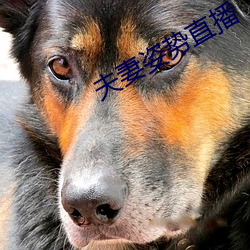 夫妻姿势直播 （梗泛萍漂）