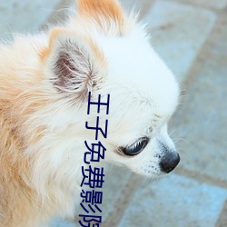 王子(子)免费影院(院)