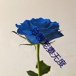 总裁宠妻无度 （趁风转篷）