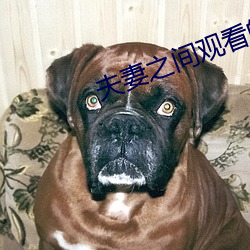夫妻之间观看的视频在线播