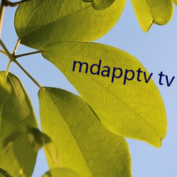 mdapptv tv （抛头露面）