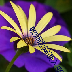 教(jiào)师遭网课入侵直(zhí)播录屏曝光广场舞