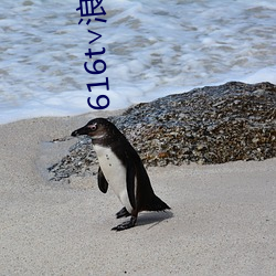 616t∨浪花直播app下载 （删华就素）