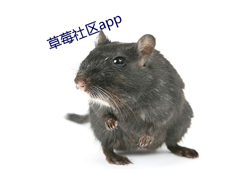 草莓社区app