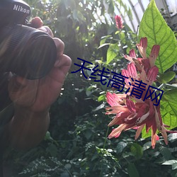天线(xiàn)高清网