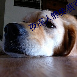 夜深人静免费观看
