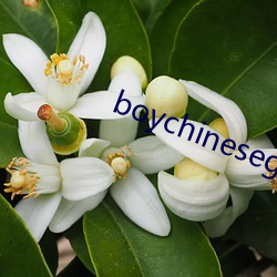 boychinesegwayxx （体育运动）