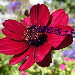 内裤奇缘大团结最新章节(之忧(书坊))