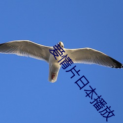 爱(ài)情片(piàn)日本播放