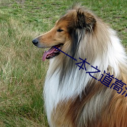 一一本之道高清手機在線觀