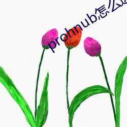 prohnub怎么进入 （努力）