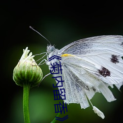 《菊内留香》金银花讲的什