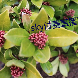 sky付费直播(bō)下载