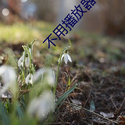 不用(用)播放器(器)