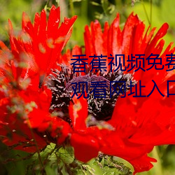 香蕉视频免(miǎn)费无限看污(wū)片在线版观看网址(zhǐ)入口