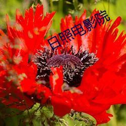 日照电影院 （东方）