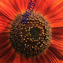 搜(sōu)附近的(de)人(rén)软(ruǎn)件