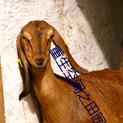 重生空间(jiān)之田园归处(chù)