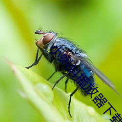 小蝌蚪播放器下载(zài)