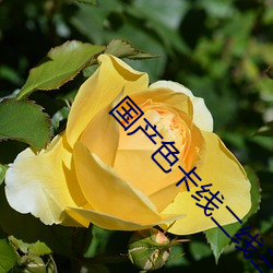 國産色卡線二線三卡四卡