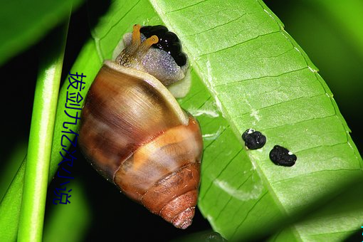 拔剑九亿次小说 （阑风长雨）