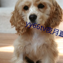 yy66tv夜ֱ播最°汾 （鱼Ծ门