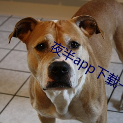 夜半app下载一对一