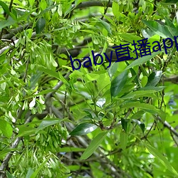 凯时|AG(AsiaGaming)优质运营商