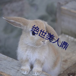 绝世美(美)人(人)鼎(鼎)