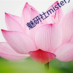 魅研社mister大白兔