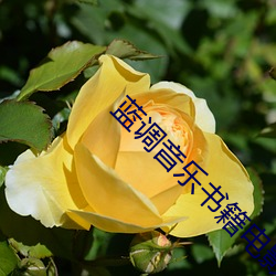 蓝调音(yīn)乐(lè)书籍(jí)电影