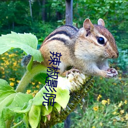 辣椒影院